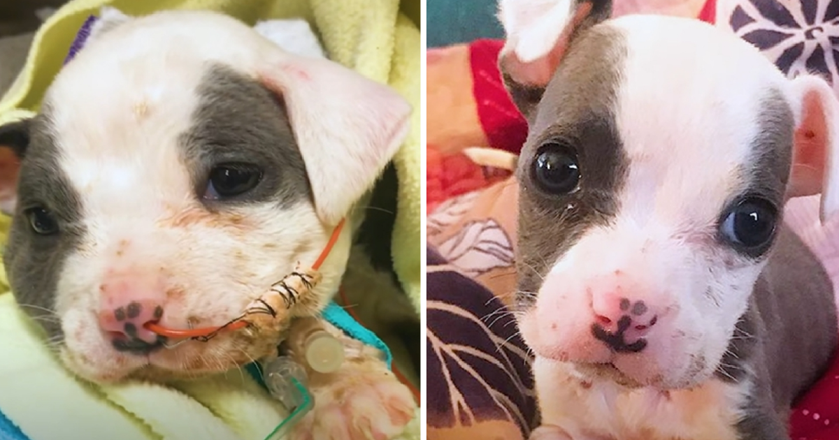 TT An adorable puppy rescued from a construction site has grown into a wonderful dog, capturing everyone’s hearts with his amazing transformation. TT An adorable puppy rescued from a construction site has grown into a wonderful dog, capturing everyone’s hearts with his amazing transformation.