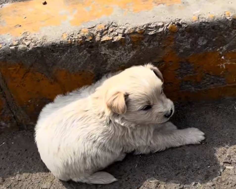 OH A driver noticed a cute puppy trying to escape the heat and decided to stop to help it. OH A driver noticed a cute puppy trying to escape the heat and decided to stop to help it.